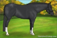 Horse Color:Black 