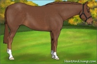 Horse Color:Chestnut 