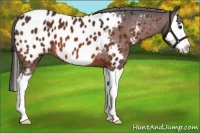 Horse Color:Bay Splash Appaloosa