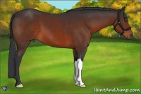 Horse Color:Bay 