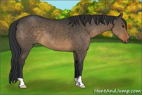 Horse Color:Brown Dun 