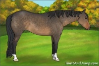 Horse Color:Brown Dun 