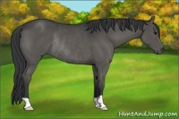 Horse Color:Grullo Rabicano 