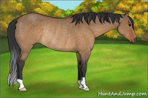 Horse Color:Brown Dun Rabicano