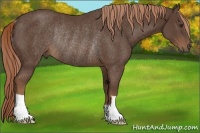 Horse Color:Liver Chestnut Rabicano 