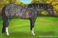 Horse Color:Brown Ice Rabicano 