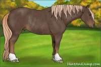 Horse Color:Liver Chestnut Rabicano 