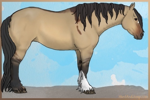 Horse Color:Brown Dun 