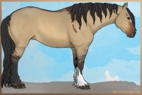 Horse Color:Brown Dun 