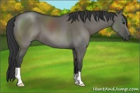 Horse Color:Grullo 