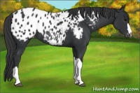Horse Color:Black Appaloosa 
