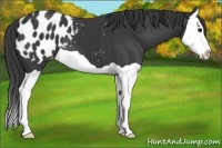 Horse Color:Black Splash Appaloosa 
