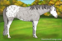 Horse Color:Grullo Roan Splash Appaloosa 