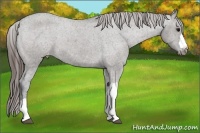Horse Color:Grullo Varnish 