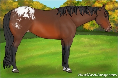 Horse Color:Bay Appaloosa 