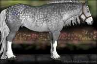 Horse Color:Silver Black Chinchilla Rabicano