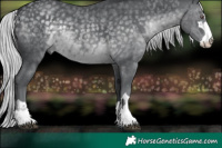 Horse Color:Silver Black Chinchilla Rabicano
