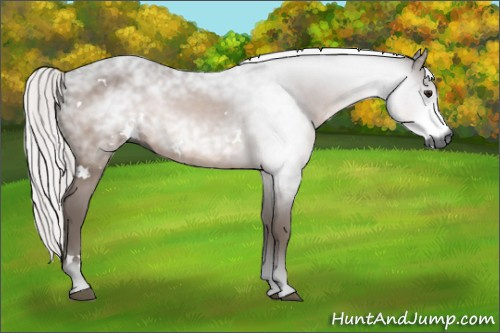 Horse Color:Gray White Spotted Silver Brown