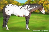 Horse Color:Brown Frame Appaloosa 