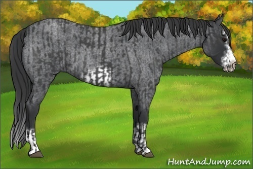 Horse Color:Blue Roan Sabino Splash and Blue Roan Sabino Splash Frame