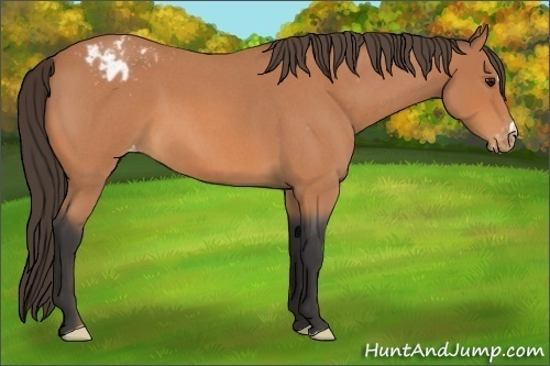 Horse Color:Bay Roan Varnish 
