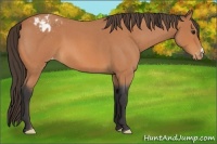 Horse Color:Bay Roan Varnish 