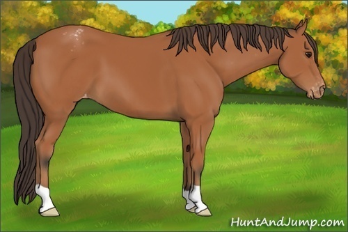 Horse Color:Bay Appaloosa 