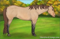 Horse Color:Bay Dun Appaloosa 