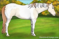 Horse Color:Classic Cream Champagne Pearl Tobiano Appaloosa 