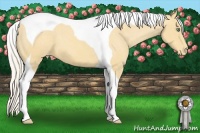 Horse Color:Silver Amber Cream Champagne Tobiano Appaloosa