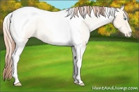 Horse Color:Amber Cream Champagne Roan Pearl Tobiano Varnish 