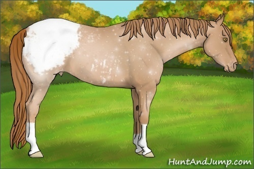Horse Color:Red Roan Pearl Appaloosa 