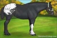 Horse Color:Black Appaloosa 