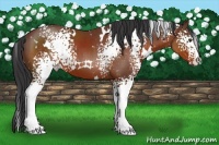 Horse Color:White Spotted Bay 