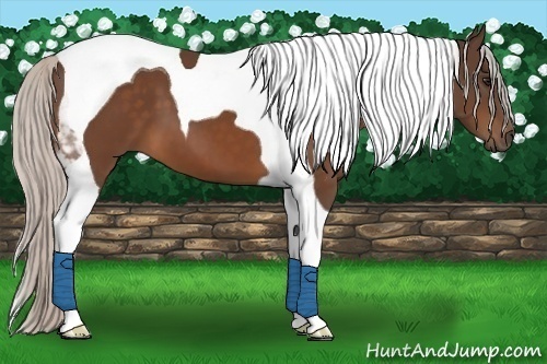 Horse Color:Silver Brown Tobiano 