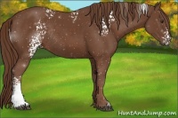 Horse Color:White Spotted Chestnut Rabicano 