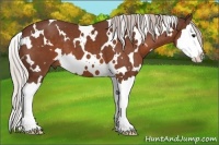 Horse Color:White Spotted Chocolate Silver Bay Sabino Splash