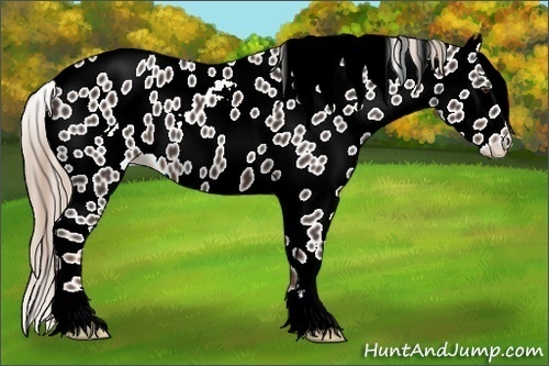 Horse Color:Liver Chestnut Appaloosa 