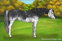Horse Color:White Spotted Black Sabino Splash  and White Spotted Black Sabino Splash 