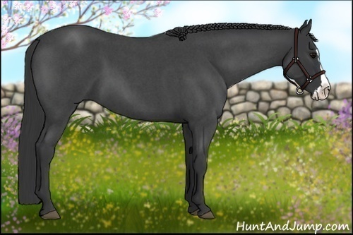 Horse Color:Blue Roan Splash 