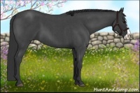 Horse Color:Blue Roan Splash 