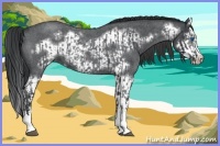 Horse Color:Blue Roan Sabino Splash  and Blue Roan Sabino Splash Frame 