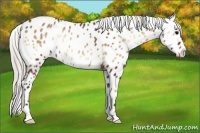 Horse Color:Silver Brown Onyx Appaloosa 