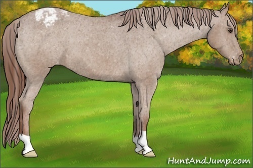 Horse Color:Chestnut Appaloosa 