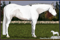 Horse Color:Gray Bay Roan Tobiano 