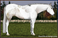 Horse Color:Gray Bay Tobiano Rabicano