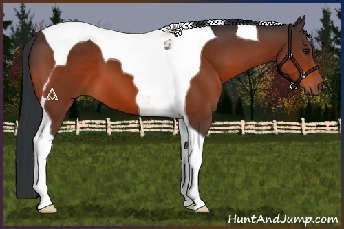 Horse Color:Brown Tobiano 