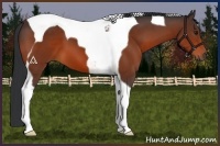 Horse Color:Brown Tobiano