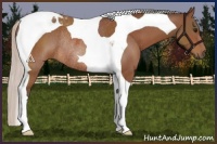 Horse Color:Silver Bay Tobiano Rabicano 