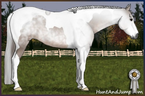 Horse Color:Gray Bay Tobiano 